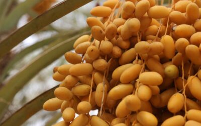 مشروع دعم إنتاج وتسويق الفواكه (أولوية التمور)